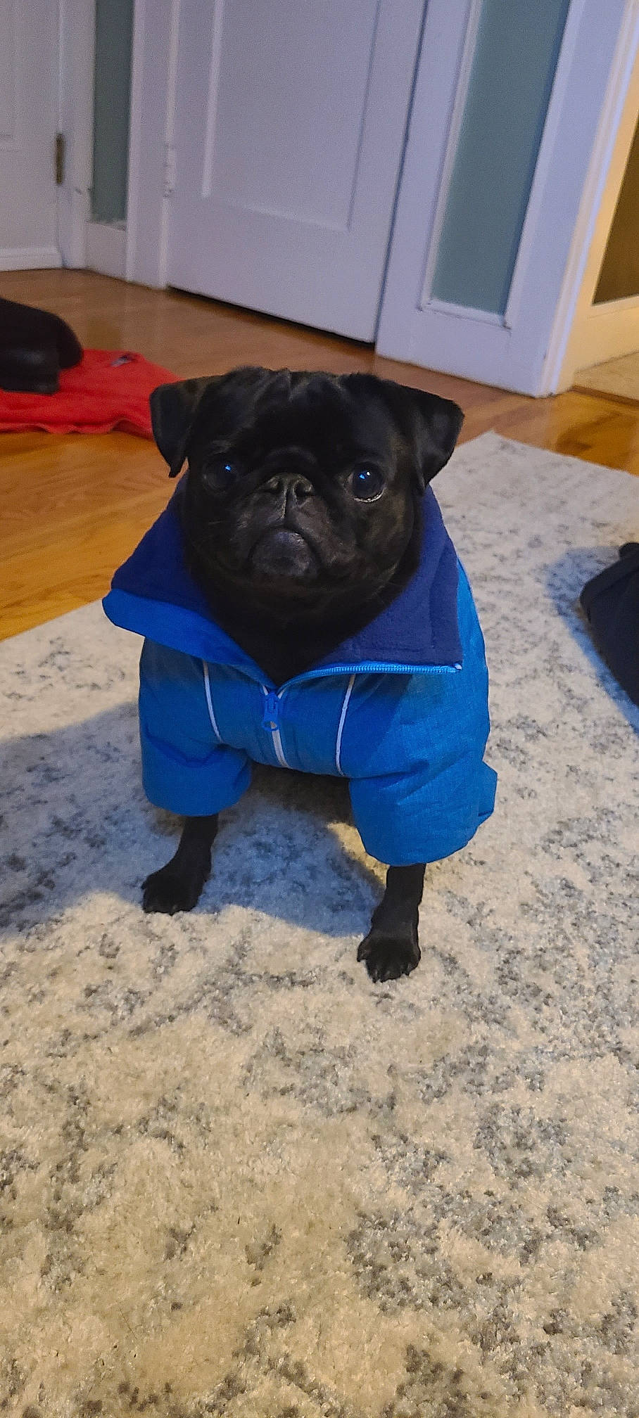 Grover is registered to the contest to win money with this photo: carnivore, companion_dog, dog, dog_breed, dog_clothes, dog_collar, dog_supply, electric_blue, fawn, flooring, fur, pet_supply, pug, snout, sporting_group, t_shirt, toy_dog, whiskers, working_animal, wrinkle