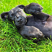Jet is registered to the contest to win money with this photo: puppy, dog, black_dog, grass, outdoor, pet, playful, animal, cute, lying_down, paw, fur, nature, summer, canine, young_dog, closeup, friendly, adorable, relaxed