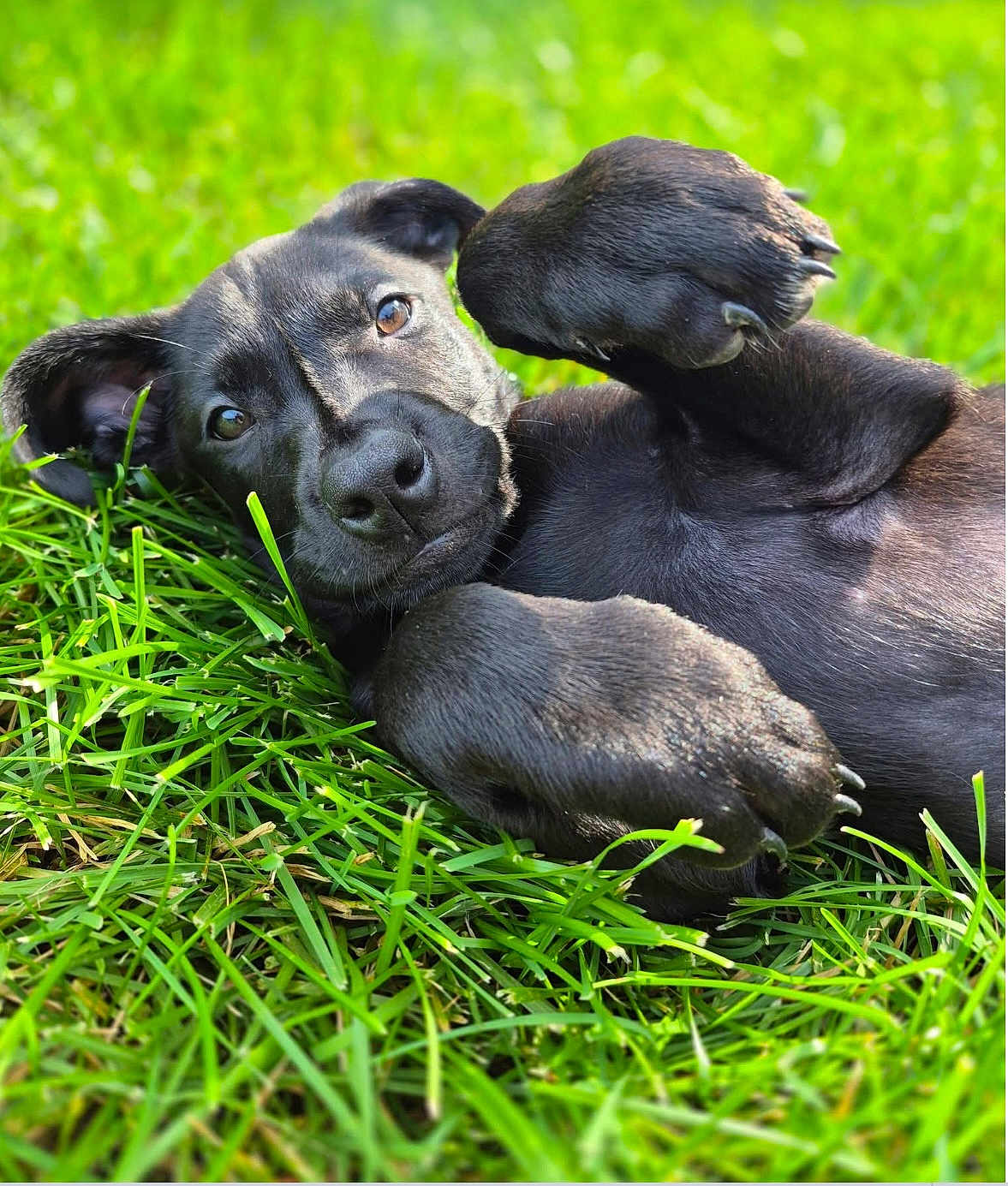 Jet is registered to the contest to win money with this photo: puppy, dog, black_dog, grass, outdoor, pet, playful, animal, cute, lying_down, paw, fur, nature, summer, canine, young_dog, closeup, friendly, adorable, relaxed