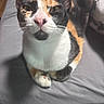 Snickers is registered to the contest to win money with this photo: cat, calico_cat, pet, animal, feline, close_up, sitting, fur, whiskers, ears, nose, eyes, indoor, gray_background, curious, looking_up, domestic_animal, soft_light, cute, portrait