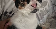 Snickers is registered to the contest to win money with this photo: animal, bed, blanket, calico, cat, close_up, comfort, curious, cute, domestic, ears, face, fur, hand, indoor, pattern, pet, resting, soft, whiskers