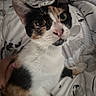 Snickers is registered to the contest to win money with this photo: cat, calico, close_up, pet, animal, bed, blanket, fur, whiskers, ears, face, cute, domestic, indoor, resting, curious, hand, pattern, comfort, soft