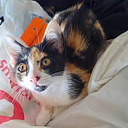 Snickers is registered to the contest to win money with this photo: cat, calico, kitten, pet, animal, fur, whiskers, ears, eyes, nose, paws, indoor, bed, blanket, fabric, orange, curious, cute, young, domestic