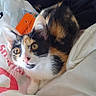 cat, calico, kitten, pet, animal, fur, whiskers, ears, eyes, nose, paws, indoor, bed, blanket, fabric, orange, curious, cute, young, domestic