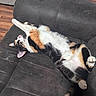 Snickers is registered to the contest to win money with this photo: animal, calico_cat, cat, couch, cozy, domestic_cat, floor, fur, furniture, home, indoor, nap, paw, pet, quiet, relaxed, resting, sleeping, stretching, whiskers