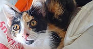 Snickers is registered to the contest to win money with this photo: cat, calico, pet, animal, feline, bed, blanket, fur, whiskers, ears, eyes, cute, domestic, indoor, resting, curious, orange, black, white, soft