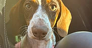 Bella is registered to the contest to win money with this photo: dog, pet, close_up, car_interior, brown_and_white, harness, curious, expressive_eyes, sunlight, warm_light, whiskers, snout, animal, canine, portrait, indoor, seat, leather, soft_focus, companion