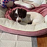 puppy, dog, bed, pink, white, brown, pet_bed, indoor, cute, young_dog, blanket, plush_toy, cozy, floor, looking_up, animal, domestic_animal, resting, fur, ears