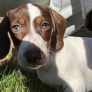 Bella is registered to the contest to win money with this photo: dog, puppy, brown, white, grass, outdoor, sunlight, shadow, closeup, pet, animal, ears, nose, whiskers, curious, face, nature, young, canine, fur