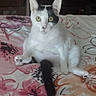 Felix is registered to the contest to win money with this photo: cat, white_cat, black_spots, sitting, bed, floral_bedspread, indoor, pet, animal, wide_eyes, curious, feline, cute, funny_pose, domestic_cat, resting, paw, tail, fur, relaxed