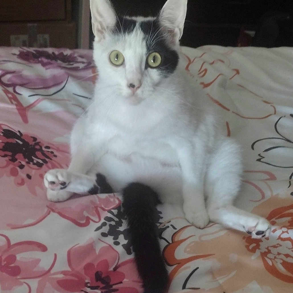 Felix