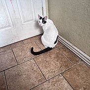 Felix joined the competition — help win amazing prizes! cat, black_and_white_cat, tile_floor, door, wall, baseboard, indoor, pet, animal, looking_back, curious, floor_tile, white_door, red_mark, texture, domestic_cat, feline, tail, corner, quiet