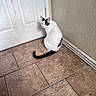 cat, black_and_white_cat, tile_floor, door, wall, baseboard, indoor, pet, animal, looking_back, curious, floor_tile, white_door, red_mark, texture, domestic_cat, feline, tail, corner, quiet