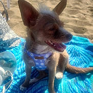 Pebbles joined the competition — help win amazing prizes! dog, beach, sand, towel, sunny, blue, harness, pet, outdoor, animal, small_dog, ears, tongue_out, relaxing, water, summer, vacation, happy, sunlight, fluffy