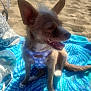 dog, beach, sand, towel, sunny, blue, harness, pet, outdoor, animal, small_dog, ears, tongue_out, relaxing, water, summer, vacation, happy, sunlight, fluffy