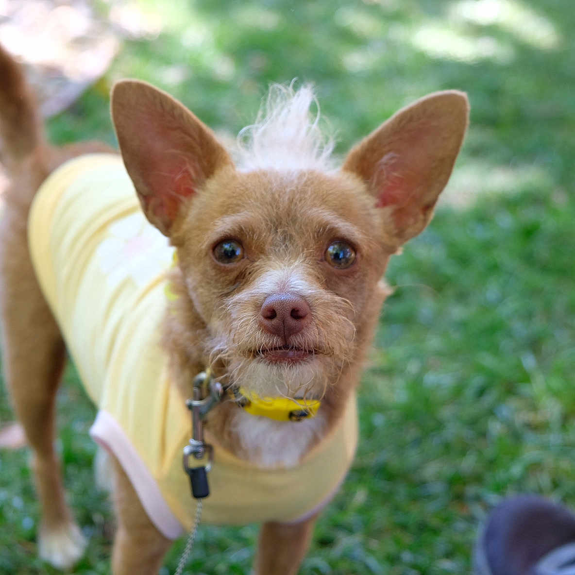 Pebbles is registered to the contest to win money with this photo: animal, background_blur, brown_fur, canine, close_up, collar, curious_expression, daylight, dog, ears, fur, grass, leash, outdoor, pet, shoes, small_dog, standing, tuft_of_hair, yellow_shirt