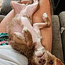 dog, pet, lap, upside_down, relaxing, indoor, cozy, fur, cute, animal, brown_fur, person, legs, couch, wooden_floor, close_up, expression, looking_at_camera, casual, resting