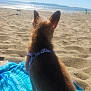 Pebbles is registered to the contest to win money with this photo: dog, beach, sand, blanket, harness, outdoor, sunlight, water, sky, mountains, pet, animal, nature, daytime, back_view, relaxing, summer, blue, fur, scenic