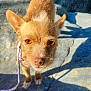 Pebbles is registered to the contest to win money with this photo: dog, small_dog, leash, outdoor, rock, sunlight, shadow, fur, ears, nose, eyes, pet, animal, canine, closeup, curious, walking, nature, daylight, portrait