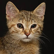 Badaboum a rejoint le concours — aidez-le/la à gagner de superbes lots ! kitten, cat, tabby, close_up, whiskers, ears, fur, animal, pet, portrait, young, cute, looking, face, indoor, feline, curious, soft, small, mammal