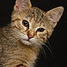 Badaboum a rejoint le concours — aidez-le/la à gagner de superbes lots ! cat, kitten, tabby, close_up, portrait, whiskers, fur, animal, pet, cute, curious, ears, face, feline, young, mammal, indoor, looking, expression, soft