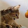Badaboum a rejoint le concours — aidez-le/la à gagner de superbes lots ! cat, kitten, tabby, fur, whiskers, toy, orange, indoor, focus, curious, paw, closeup, pet, animal, cute, playful, feline, young, muzzle, ears