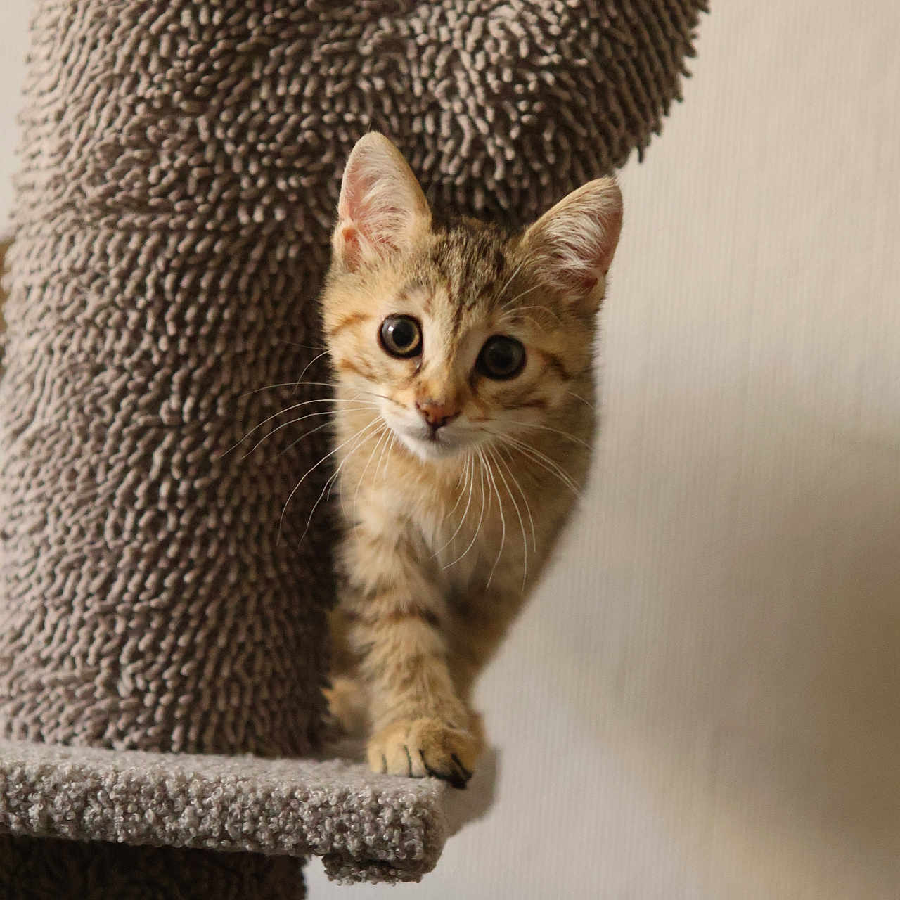 Badaboum participe au concours pour gagner de l'argent avec cette photo : kitten, cat, tabby, curious, indoor, cat_tree, texture, pet, animal, feline, young, cute, whiskers, ears, claws, playful, brown, orange, background, soft_light