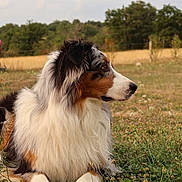 Rouky a rejoint le concours — aidez-le/la à gagner de superbes lots ! australian_shepherd, dog, animal, outdoor, grass, field, fur, fluffy, canine, nature, park, pet, mammal, side_view, looking_away, summer, daylight, tree, fence, resting