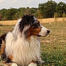 australian_shepherd, dog, animal, outdoor, grass, field, fur, fluffy, canine, nature, park, pet, mammal, side_view, looking_away, summer, daylight, tree, fence, resting