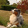 dog, australian_shepherd, grass, outdoor, tree, hedge, greenhouse, animal, pet, nature, autumn, fur, canine, landscape, daylight, garden, resting, looking_up, side_view, calm