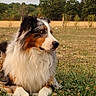 dog, australian_shepherd, grass, field, outdoor, nature, animal, pet, fur, landscape, canine, looking_away, sunlight, summer, greenery, peaceful, mammal, resting, side_view, ears