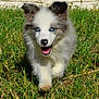 puppy, dog, grass, outdoor, animal, pet, blue_eyes, happy, running, fur, cute, nature, playful, young, mammal, sunlight, closeup, adorable, walking, front_view