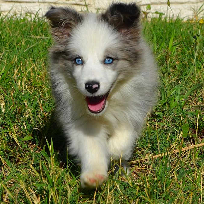 Appy a rejoint le concours — aidez-le/la à gagner de superbes lots ! adorable, animal, blue_eyes, closeup, cute, dog, front_view, fur, grass, happy, mammal, nature, outdoor, pet, playful, puppy, running, sunlight, walking, young