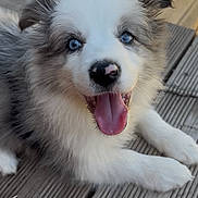 Appy a rejoint le concours — aidez-le/la à gagner de superbes lots ! puppy, dog, blue_eyes, happy, tongue_out, fluffy, fur, pet, animal, outdoor, wooden_deck, sunlight, smiling, cute, young_dog, canine, playful, portrait, close_up, relaxed