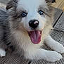 puppy, dog, blue_eyes, happy, tongue_out, fluffy, fur, pet, animal, outdoor, wooden_deck, sunlight, smiling, cute, young_dog, canine, playful, portrait, close_up, relaxed