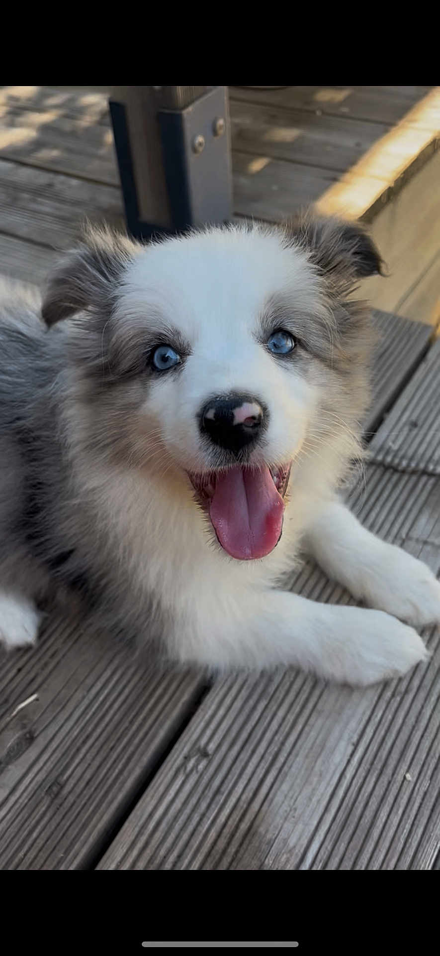 Appy