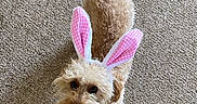 Penny is registered to the contest to win money with this photo: dog, bunny_ears, costume, curly_fur, carpet, pet, indoor, tail, cute, adorable, pink, white, animal, small_dog, playful, looking_up, fluffy, fur, ears, funny