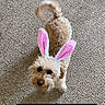 dog, bunny_ears, costume, curly_fur, carpet, pet, indoor, tail, cute, adorable, pink, white, animal, small_dog, playful, looking_up, fluffy, fur, ears, funny