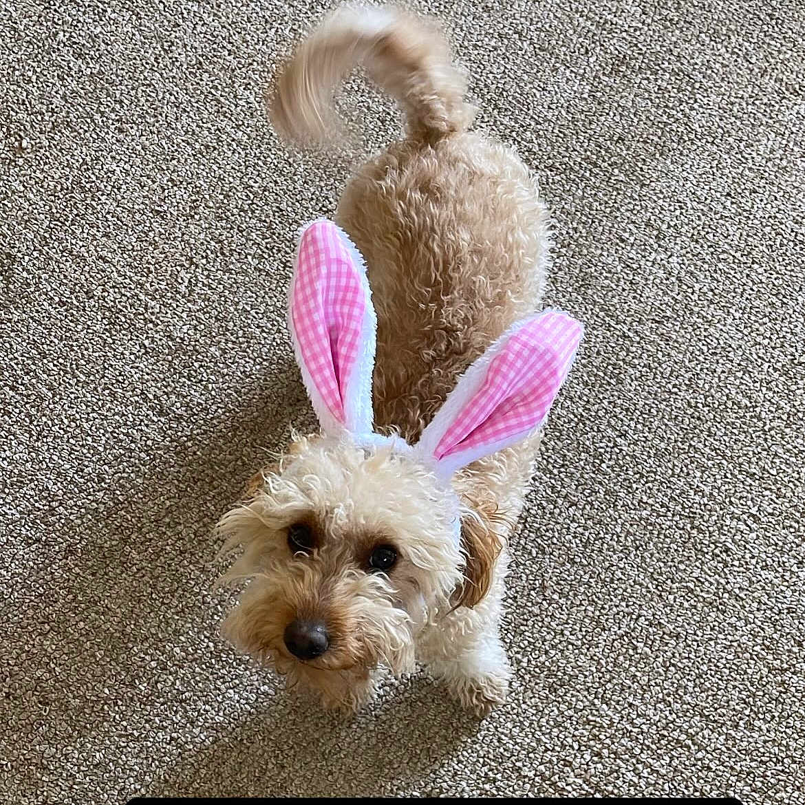 Penny