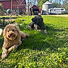 Penny is registered to the contest to win money with this photo: dog, grass, barn, farm, building, sky, tree, sunlight, outdoor, animal, pet, greenery, rural, nature, canine, resting, playful, summer, yard, metal_silo