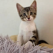 Potter a rejoint le concours — aidez-le/la à gagner de superbes lots ! aegean_cat, american_shorthair, american_wirehair, arabian_mau, asian, australian_mist, carnivore, cat, domestic_short_haired_cat, european_shorthair, felidae, kitten, mammal, ojos_azules, polydactyl_cat, singapura, small_to_medium_sized_cats, tabby_cat, vertebrate, whiskers