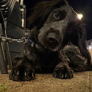 Sora participe au concours pour gagner de l'argent avec cette photo : dog, black_dog, pet, animal, night, outdoor, curious, lying_down, close_up, floppy_ears, collar, pavement, leash, street_light, head_tilt, paw, fur, canine, domestic_animal, nighttime