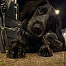 dog, black_dog, pet, animal, night, outdoor, curious, lying_down, close_up, floppy_ears, collar, pavement, leash, street_light, head_tilt, paw, fur, canine, domestic_animal, nighttime