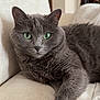 cat, gray_cat, green_eyes, fur, whiskers, paw, close_up, portrait, indoor, sofa, couch, cozy, relaxed, pet, feline, domestic_cat, home, upholstery, soft_texture, sitting