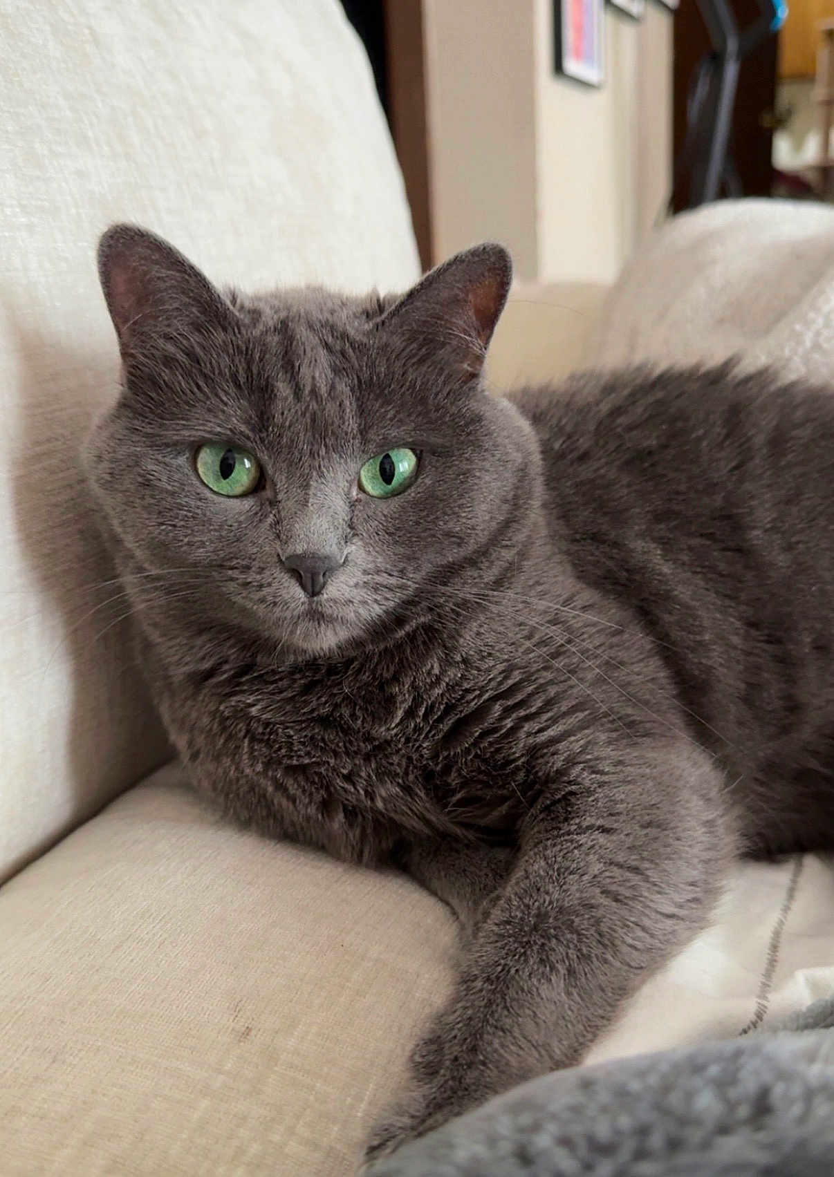 Rory joined the competition — help win amazing prizes! cat, gray_cat, green_eyes, fur, whiskers, paw, close_up, portrait, indoor, sofa, couch, cozy, relaxed, pet, feline, domestic_cat, home, upholstery, soft_texture, sitting