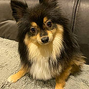 Pipo participe au concours pour gagner de l'argent avec cette photo : animal, canine, chihuahua, cockerspaniel, collie, dog, dogbed, eskimodog, papillon, pet, puppy