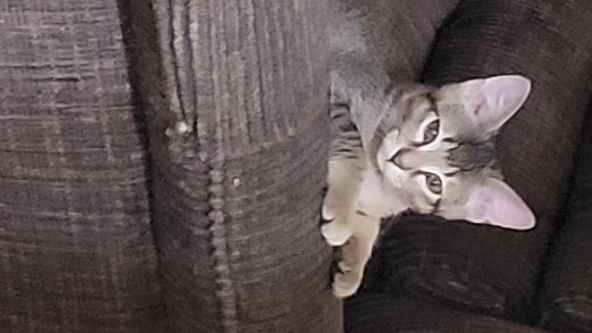 Pepper is registered to the contest to win money with this photo: automotive_tire, carnivore, cat, darkness, domestic_short_haired_cat, felidae, fur, grey, monochrome_photography, paw, small_to_medium_sized_cats, snout, still_life_photography, tail, terrestrial_animal, tread, trunk, whiskers, wildlife, wood