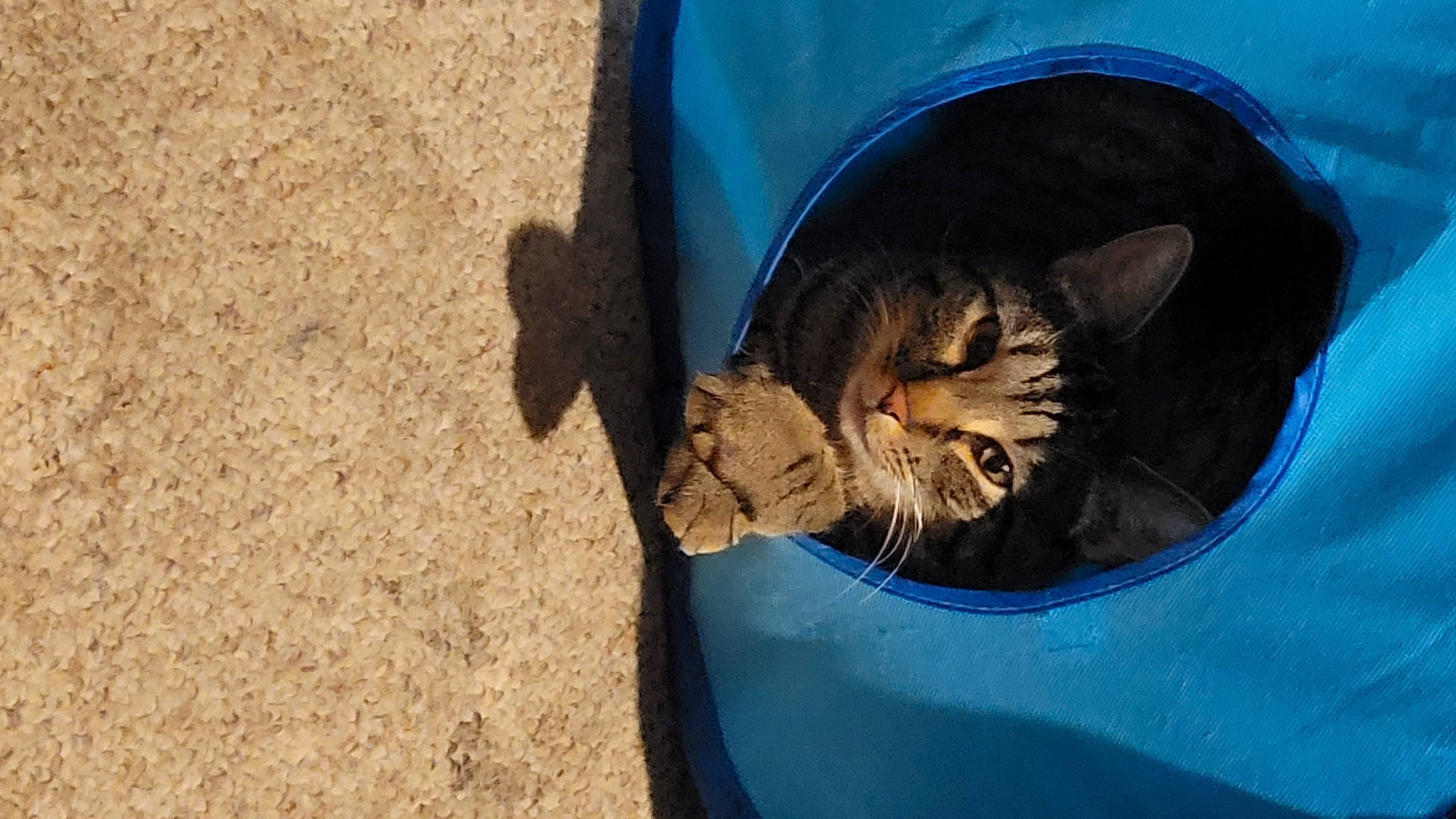 Tynee is registered to the contest to win money with this photo: carnivore, cat, claw, comfort, domestic_short_haired_cat, door, electric_blue, felidae, fur, hat, small_to_medium_sized_cats, snout, soil, tail, terrestrial_animal, tints_and_shades, vehicle_door, whiskers, window, wood