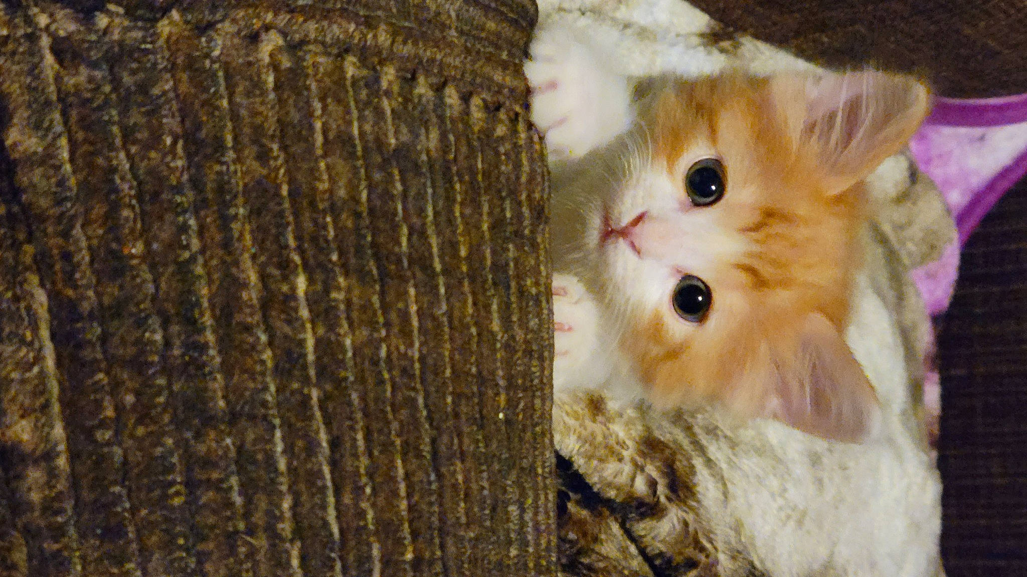 Gingy