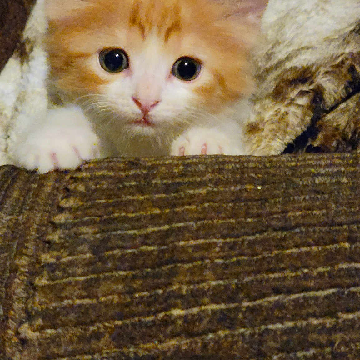 Gingy
